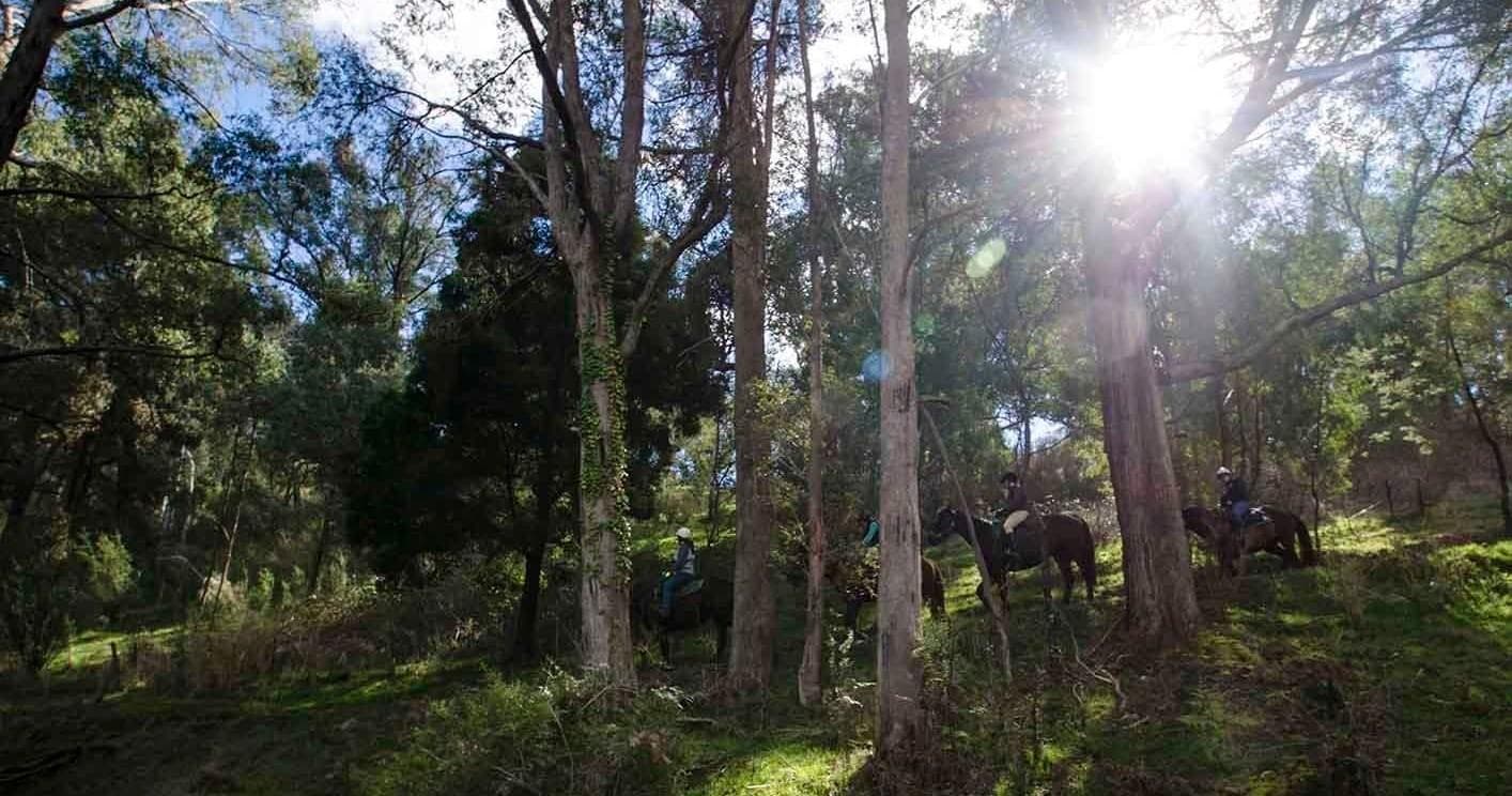 Riders on shaded woodland horse trail with dappled sunlight