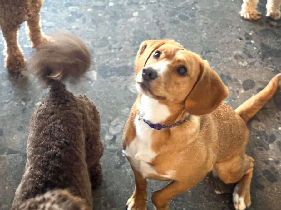 Dog Boarding at Poppy's Perfect Pups: Cozy Care Near You