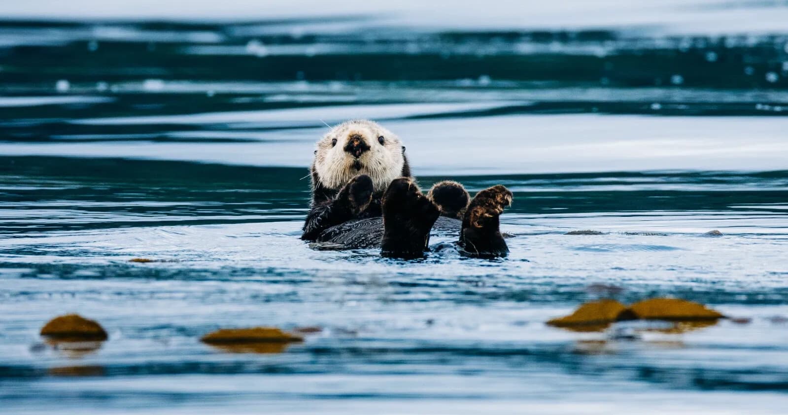 Sitka Wildlife Photography Workshop: Private Full-Day Boat Tour with Ben Hamilton photo 2