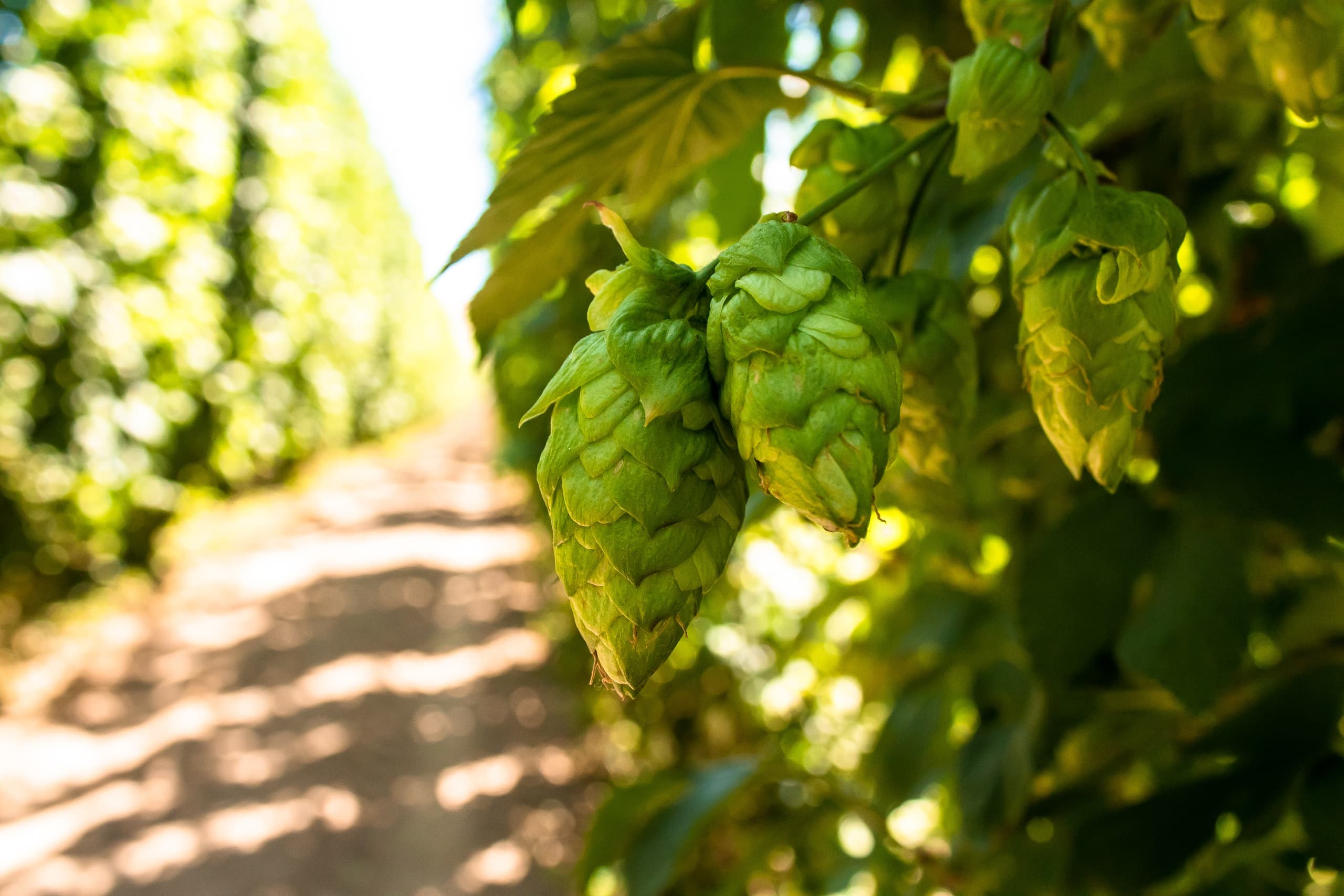 Close-up hops cones growing on sunny hop farm rows
