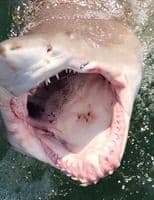 Hooked Off Lewes: 4-Hour Private Shark Fishing Charter on Delaware Bay