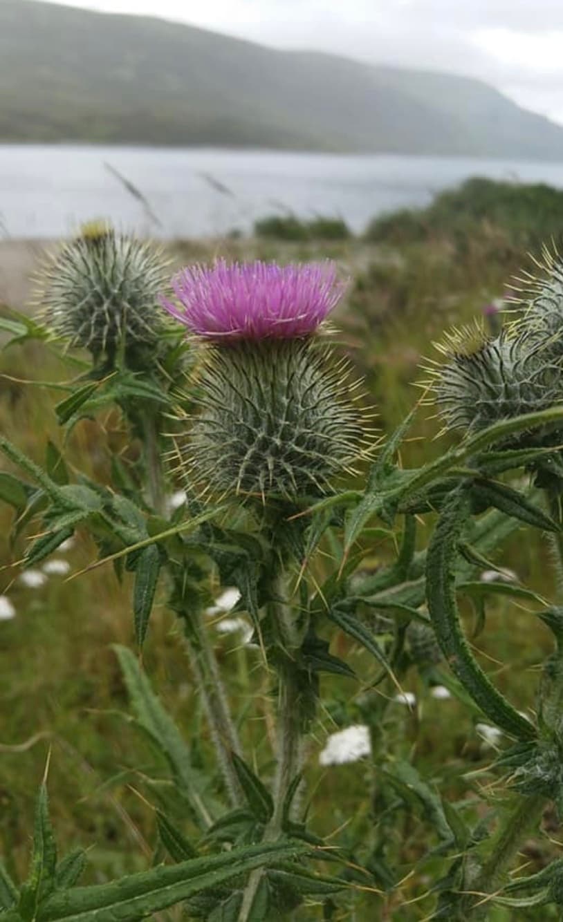 Guided Driving Tour with Wee Scottish Tours in Edinburgh