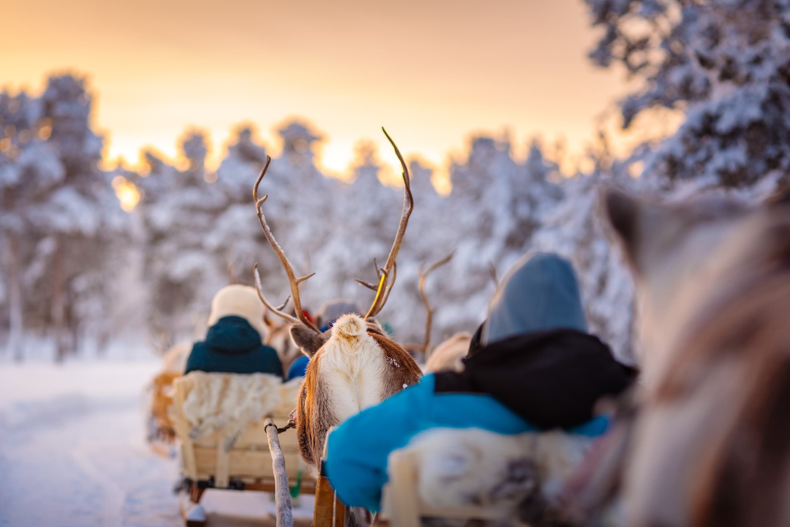 Reindeer Sleigh Ride with Wilderness Hotel - Juutua in Inari