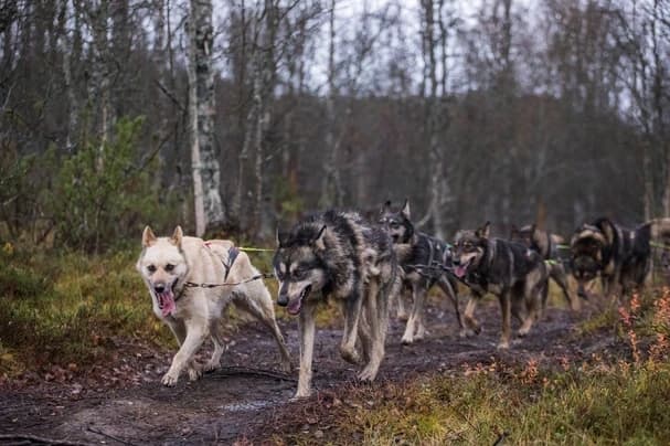 Dog Karting Adventure with Run Wild Mushing in Malangen