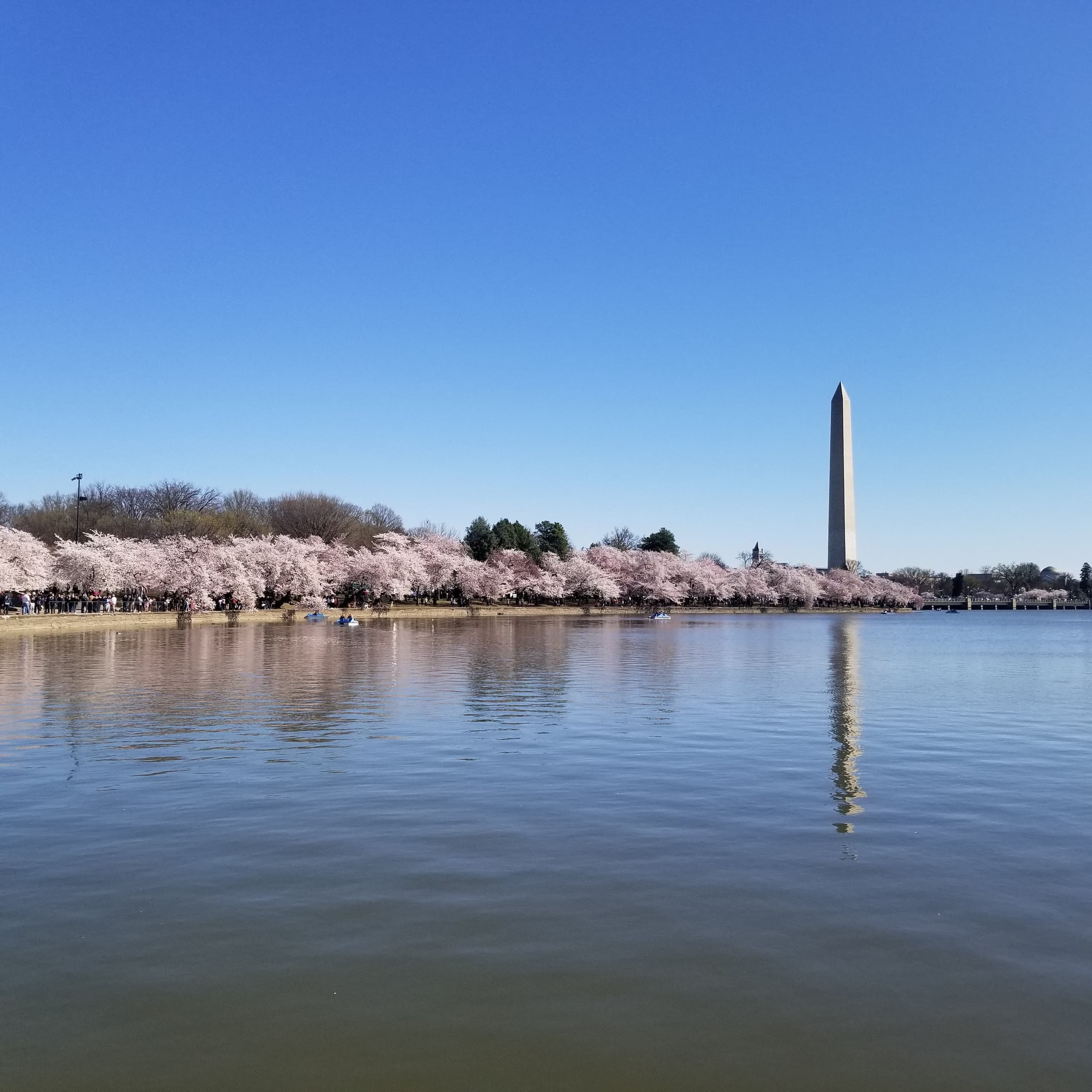 Tidal Basin Cherry Blossom Tour: DC's Monuments, Trees & Hidden History