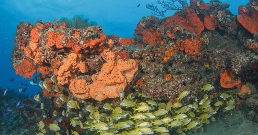Scuba Diving in Florida Keys with Mac's Sports
