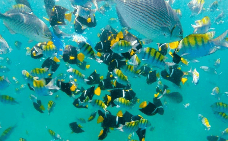 Water Activities & Nakawe Adventures: Snorkeling at Los Arcos & Las Animas