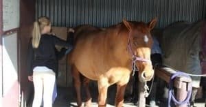 Waikato Kids’ Pony Experience with Equestrian Trust