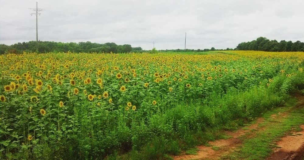 Sunflower field beside rural train tracks on cloudy day