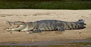 Daintree River Cruise Centre team