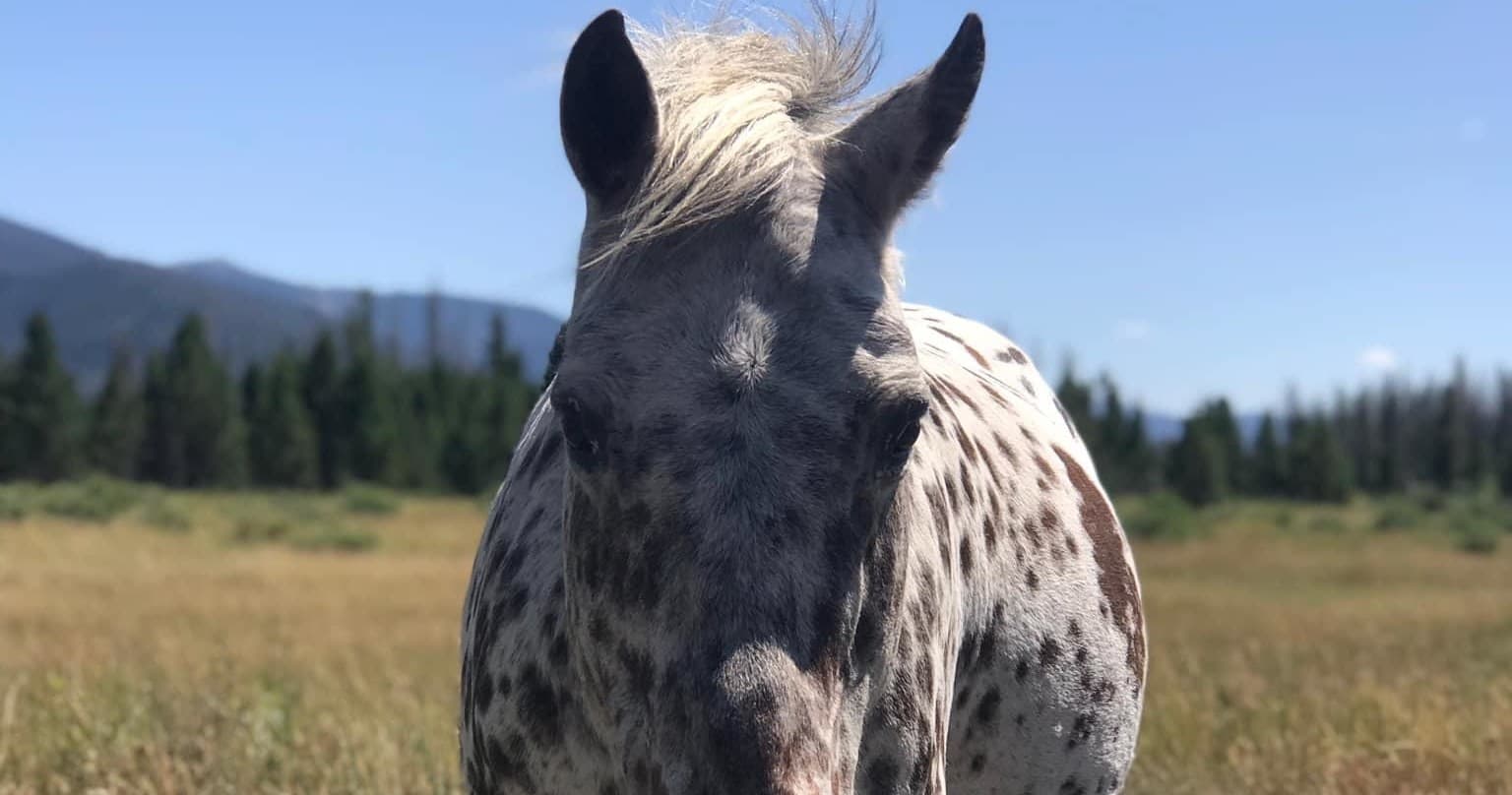One Hour Trail Rides in Grand Lake, Colorado