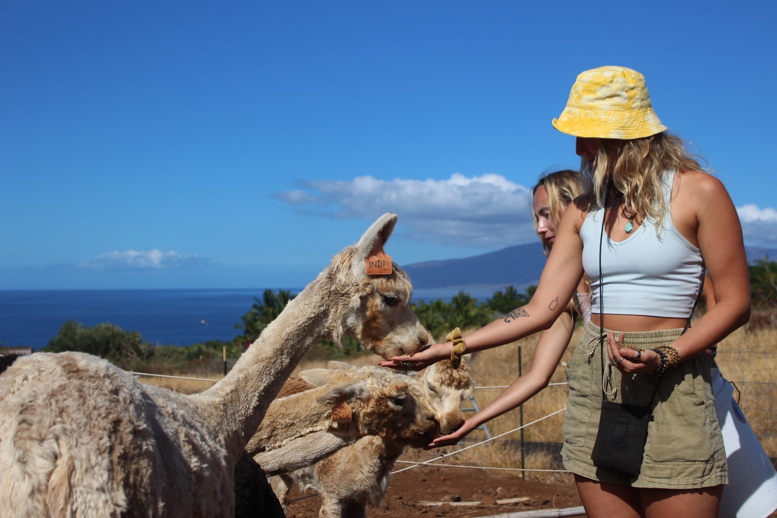 Alpaca and Tropical Fruit Tasting Combo Tour in Lahaina, Hawaii: A Unique Family Adventure