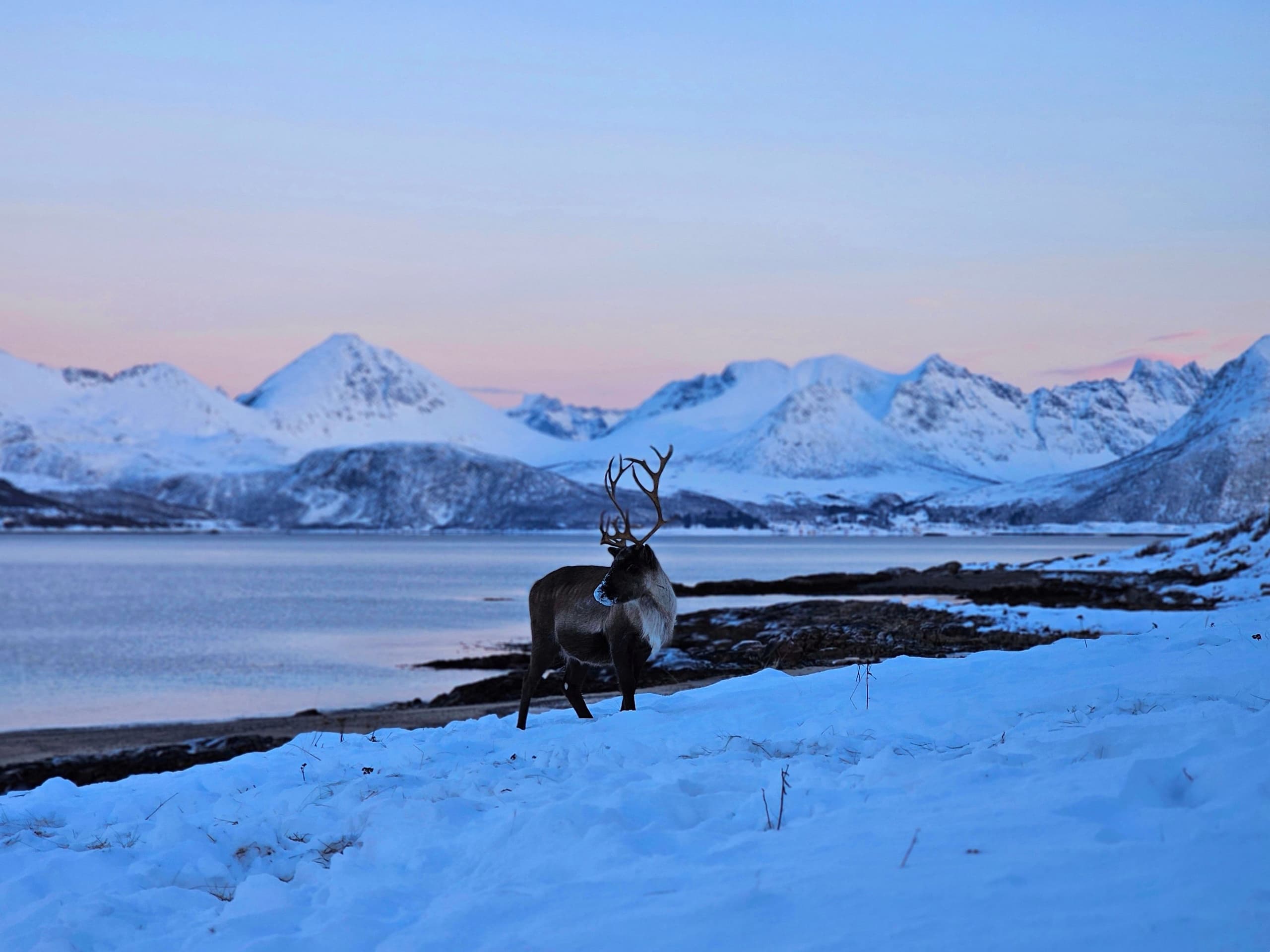 Explore Arctic Wildlife and Majestic Fjords on Kvaløya and Sommarøy