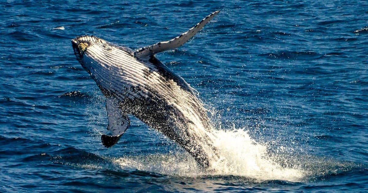 Humpback whale breaching in open ocean on Sydney whale tour