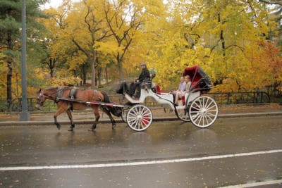 Horse-drawn carriage trotting along Central Park road