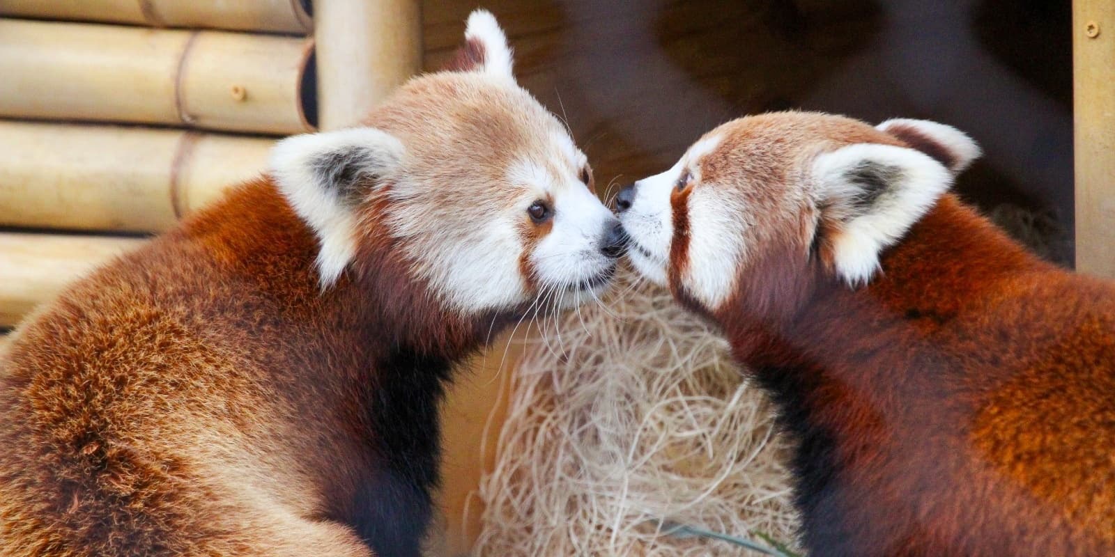 Explore Wildlife at Lehigh Valley Zoo in Schnecksville