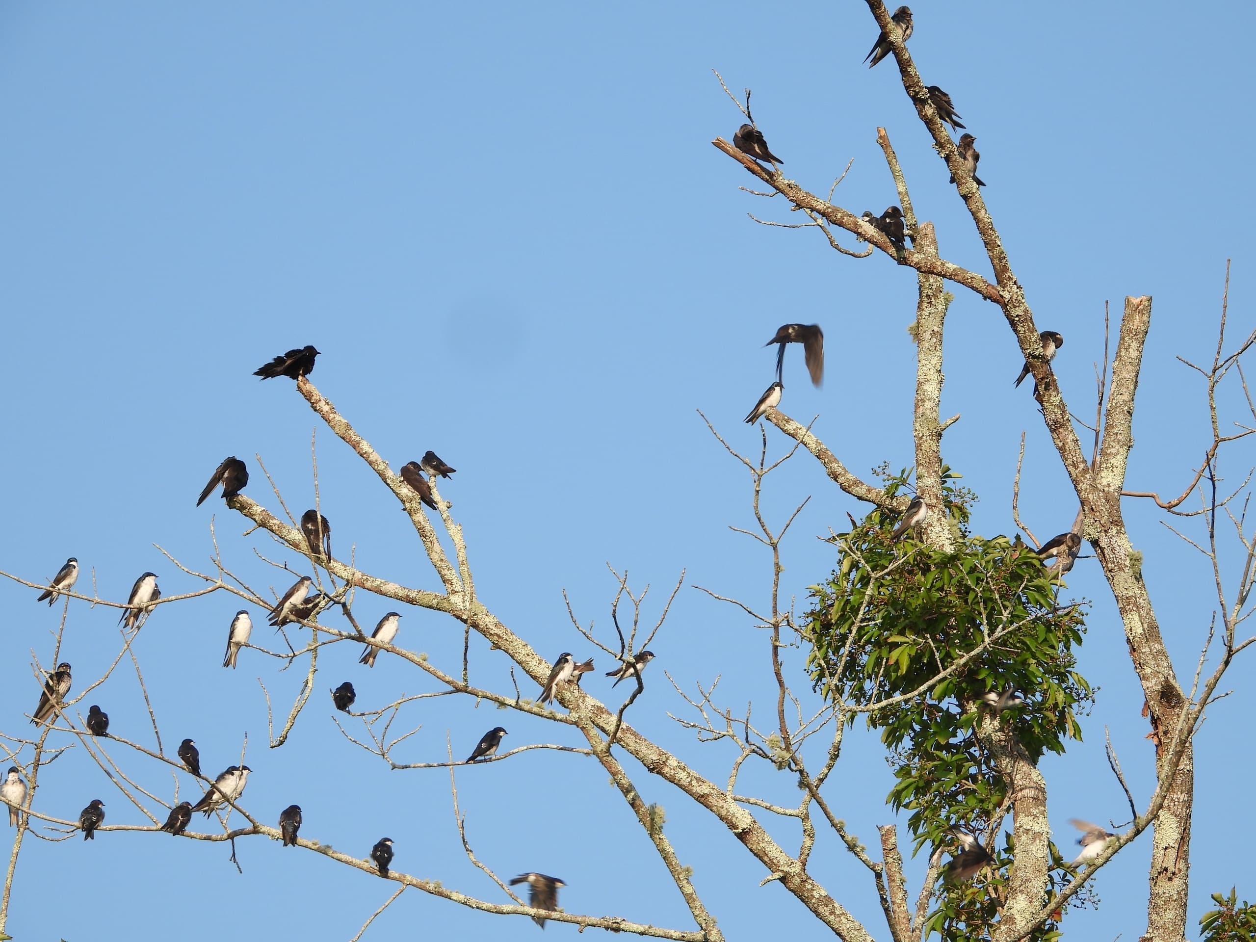 Sunset Tree Swallow Cruise with Connecticut River Expeditions