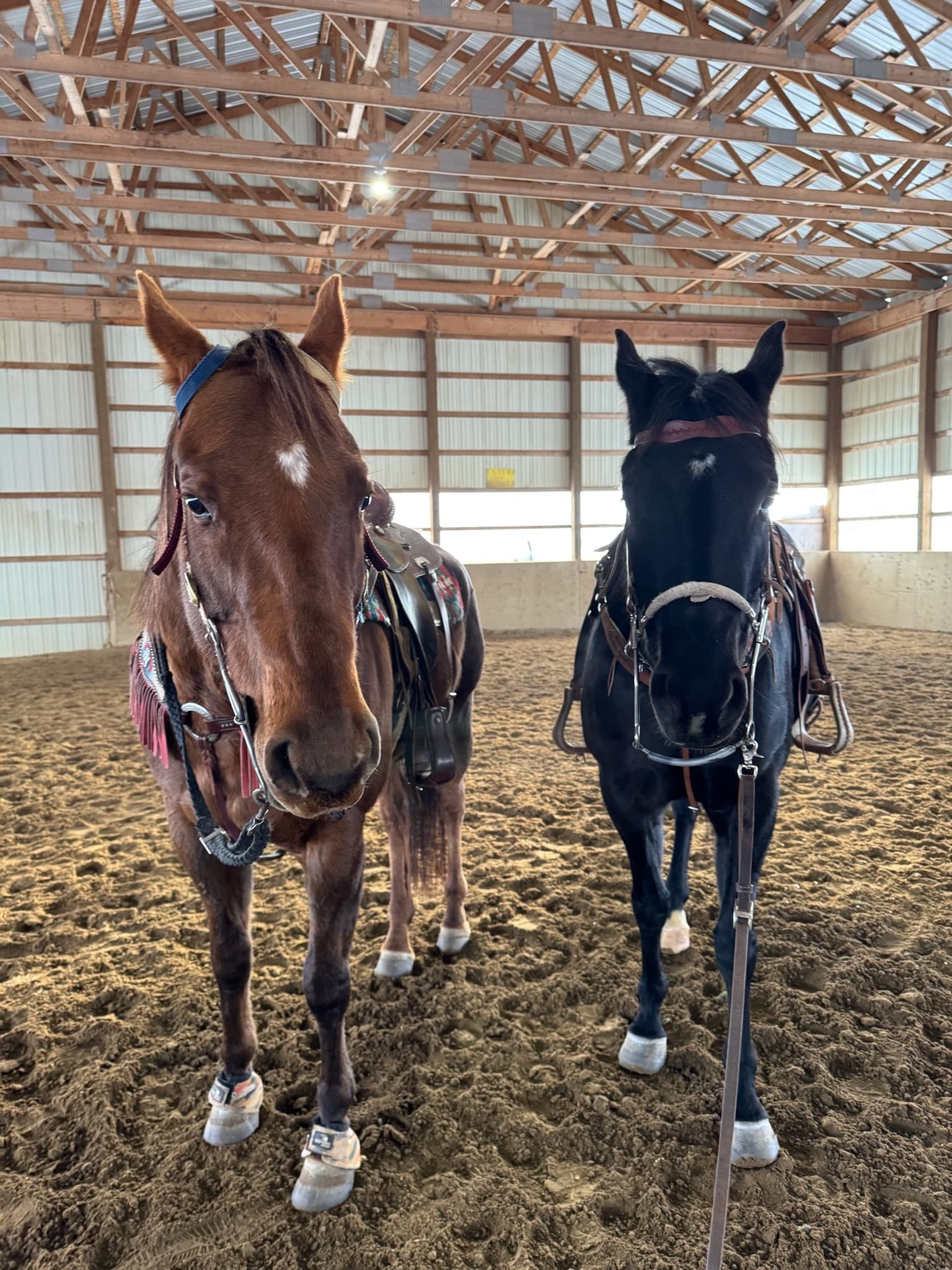 Ground Roping Nights at Wild West Ranch: Learn Roping Near Calgary
