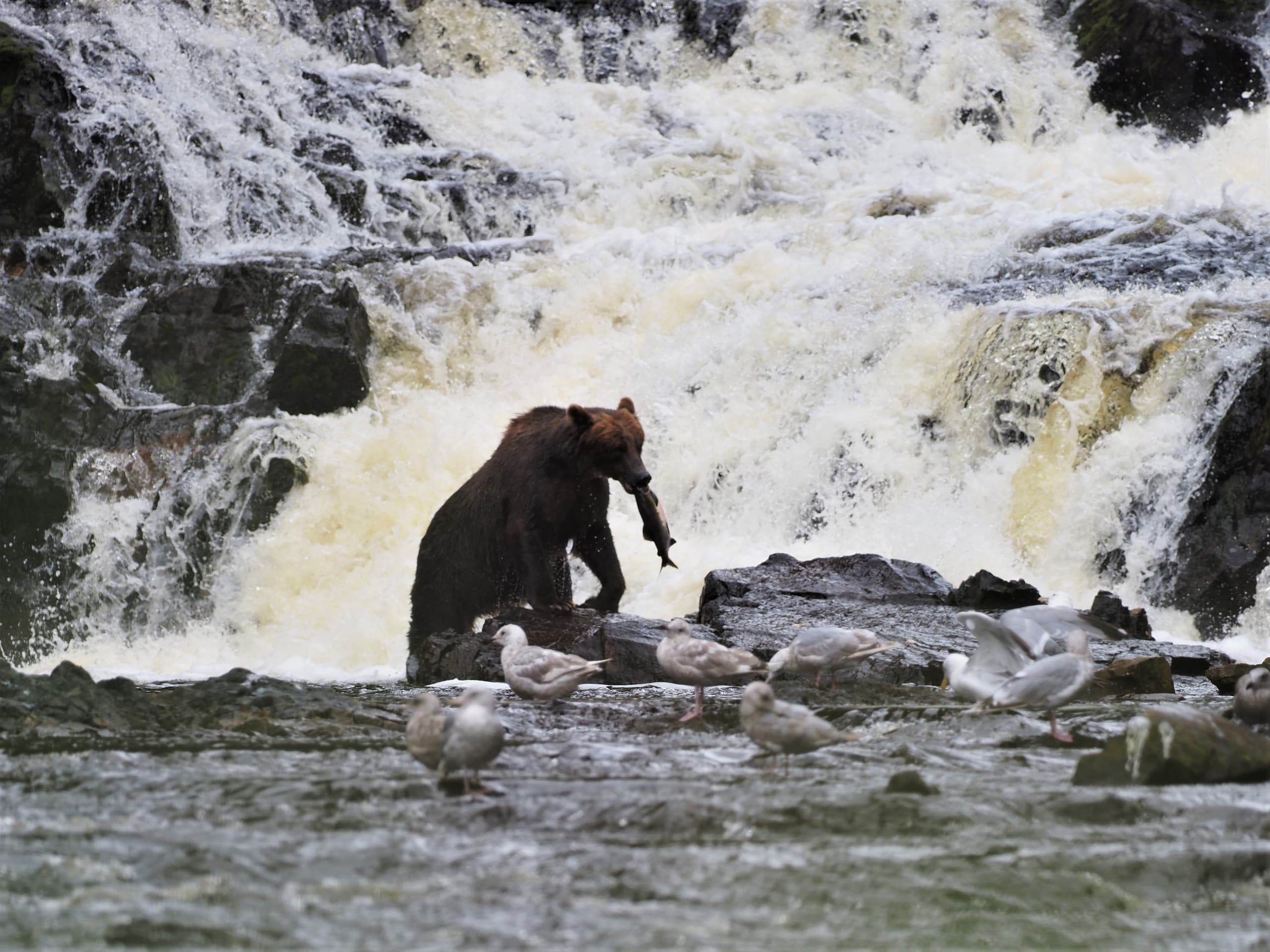 Brown Bear Viewing with Above & Beyond Alaska in Juneau