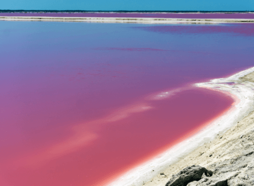 Vivid pink salt lake shoreline at Las Coloradas, Yucatán