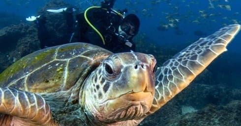 Close-up green sea turtle with diver background on reef dive