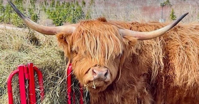 Animal Encounters & Highland Cows at Island Hill Farm in Prince Edward Island