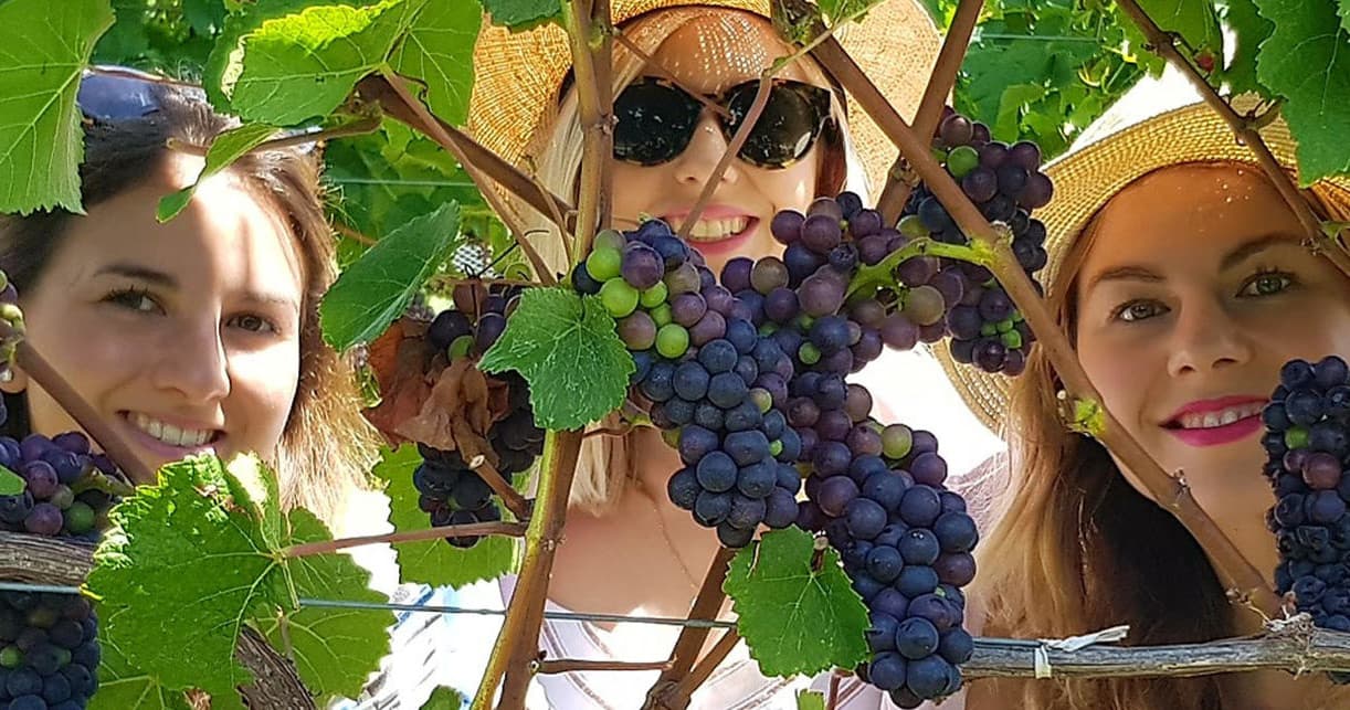 Land Adventures: Nelson Wine Tour’s Grape Escape in New Zealand