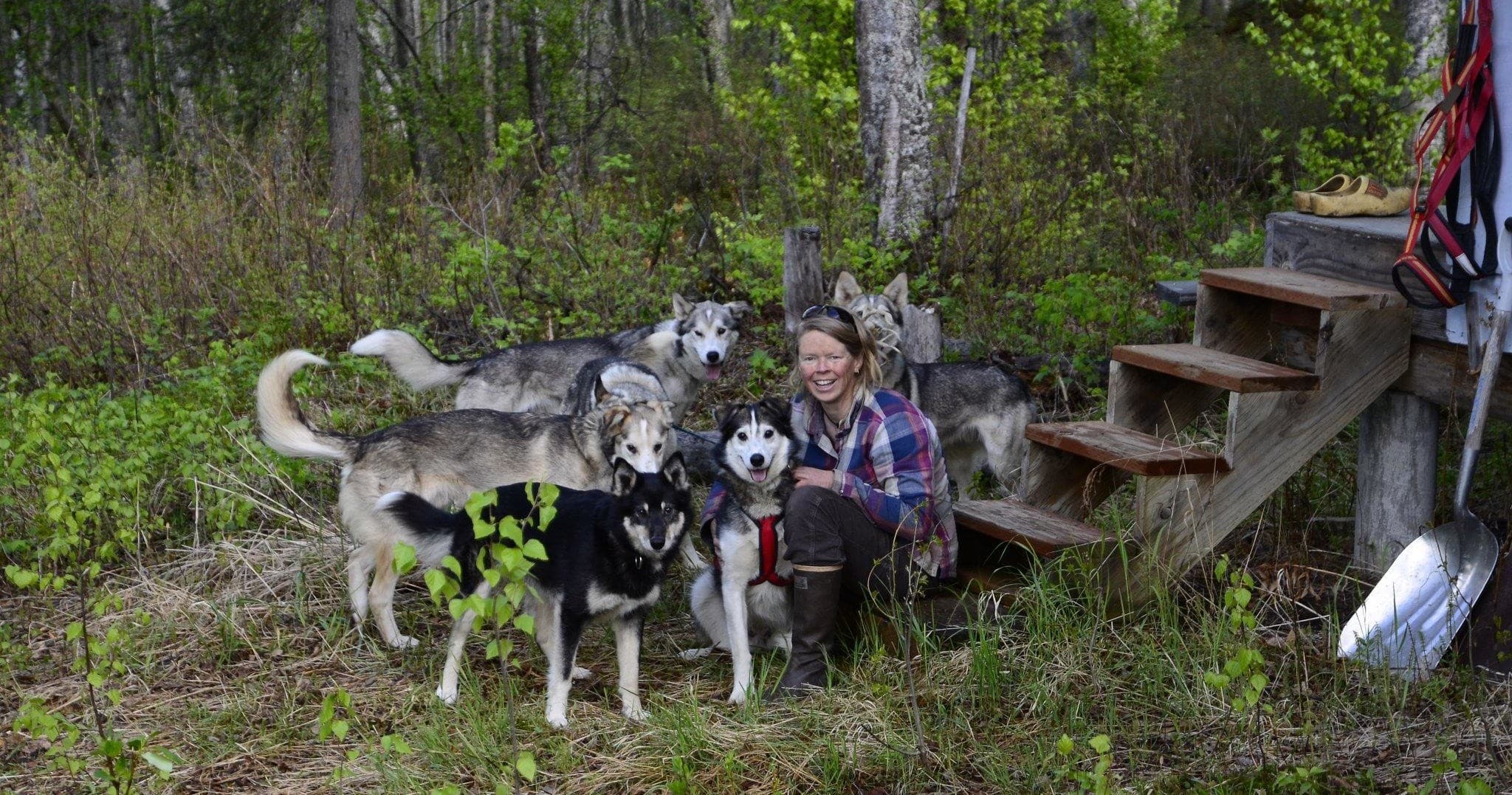 Dog Sled & Homestead Tour at Flower Kennel in Talkeetna