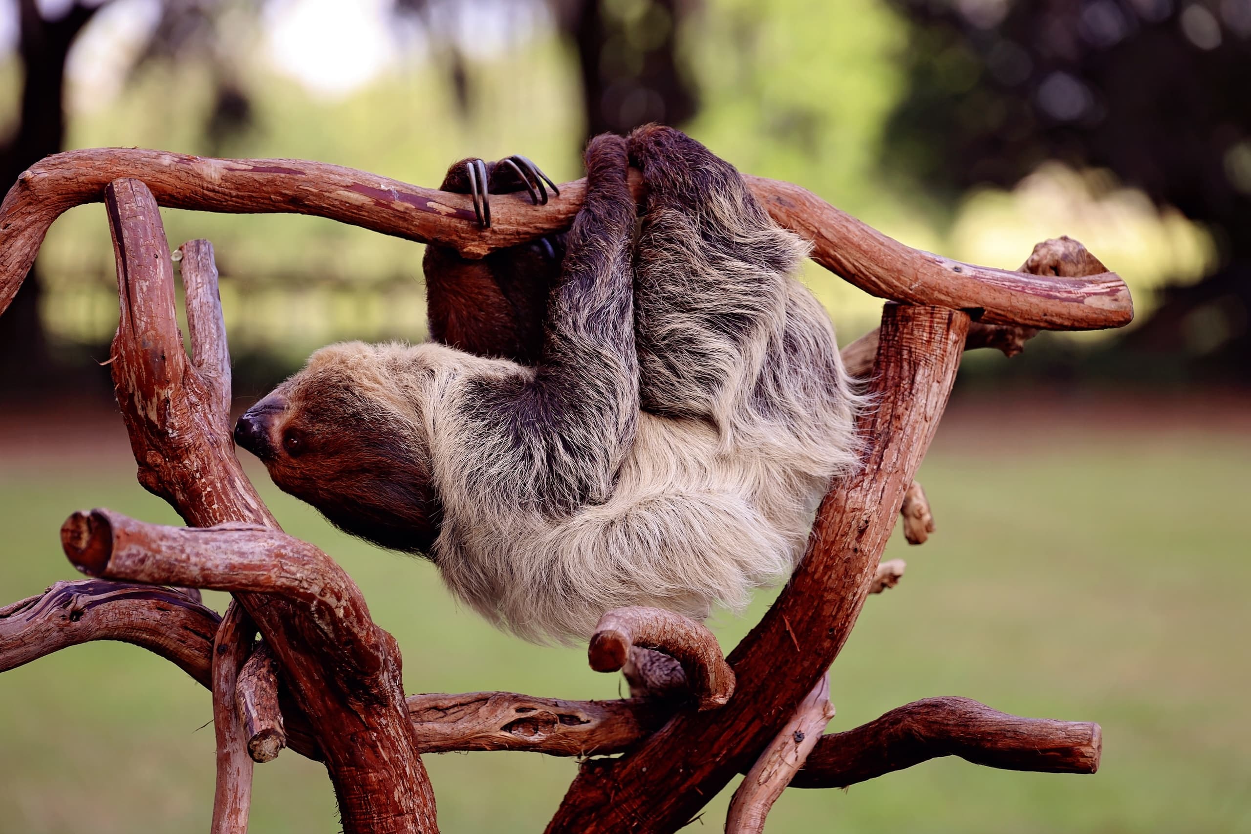 Animal Encounters at Beautiful Creatures Ranch in Dunnellon