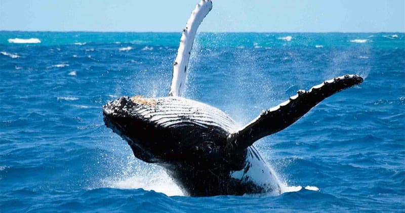 Water Activities & Molokini Snorkel - Blue Water Rafting