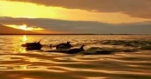 Sunset Dolphin Tour with SiestaKation in Sarasota