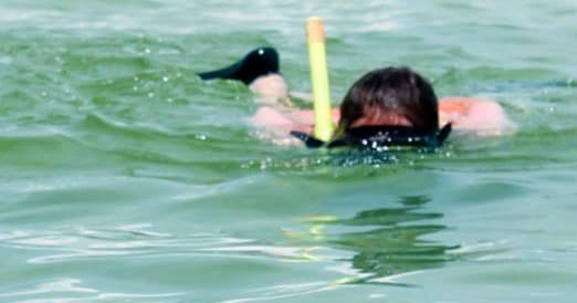 Explore Shell Island Snorkeling: Panama City Beach's Hidden Marine Sanctuary