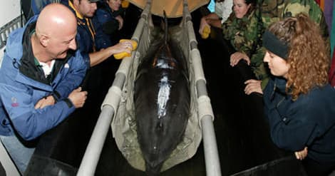 Dive Into the Dolphin Life Encounter: An Unforgettable Interactive Adventure in Key Largo