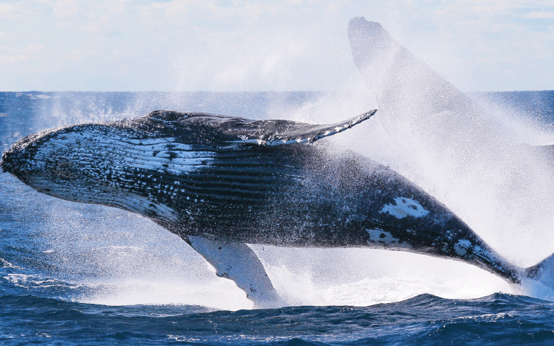 Whale Watching & Late Breakfast Cruise in Honolulu, Hawaii