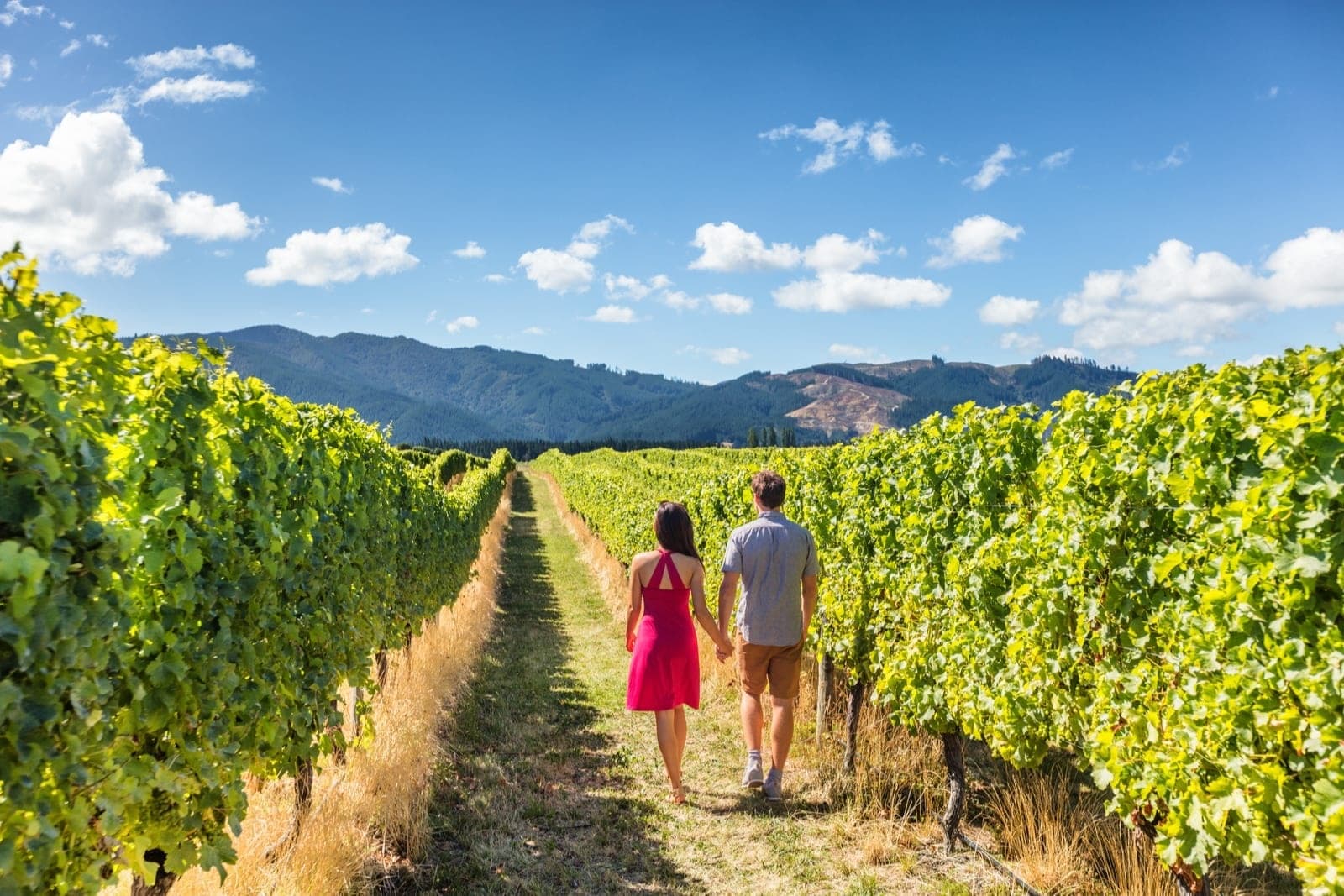 Muir Woods & Wine Country Tour by Incredible Adventures