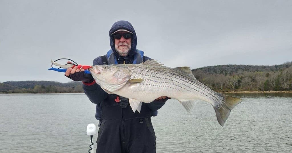Striped Bass Fishing with Rowdy's Wild Rides Near Nashville