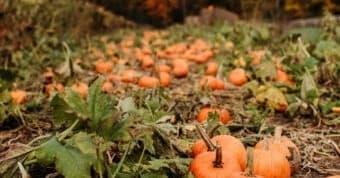 Pierson’s Farm Fall Festival: Sunflowers, Corn Mazes & Pumpkin Picking Near Middletown, NY
