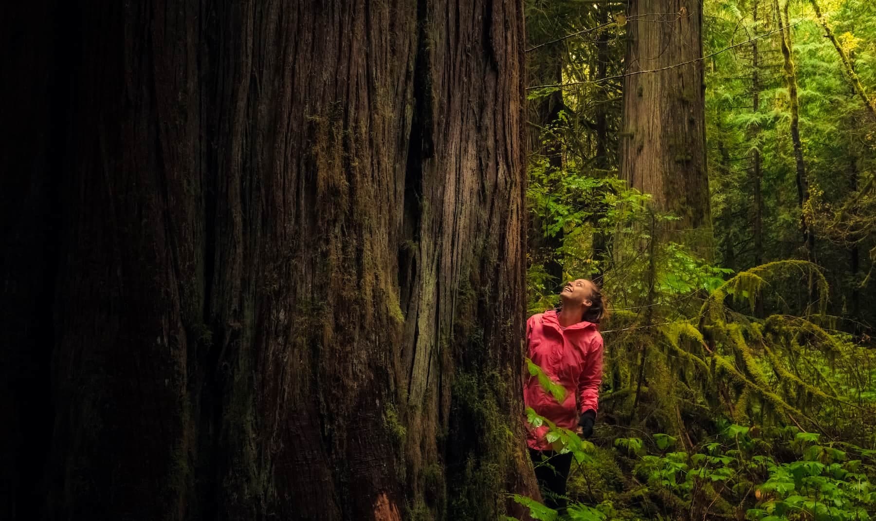 Hiker exploring ancient temperate rainforest among giant trees