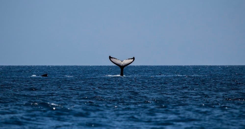 Whale tail breaching in open Atlantic off Nantucket, wildlife