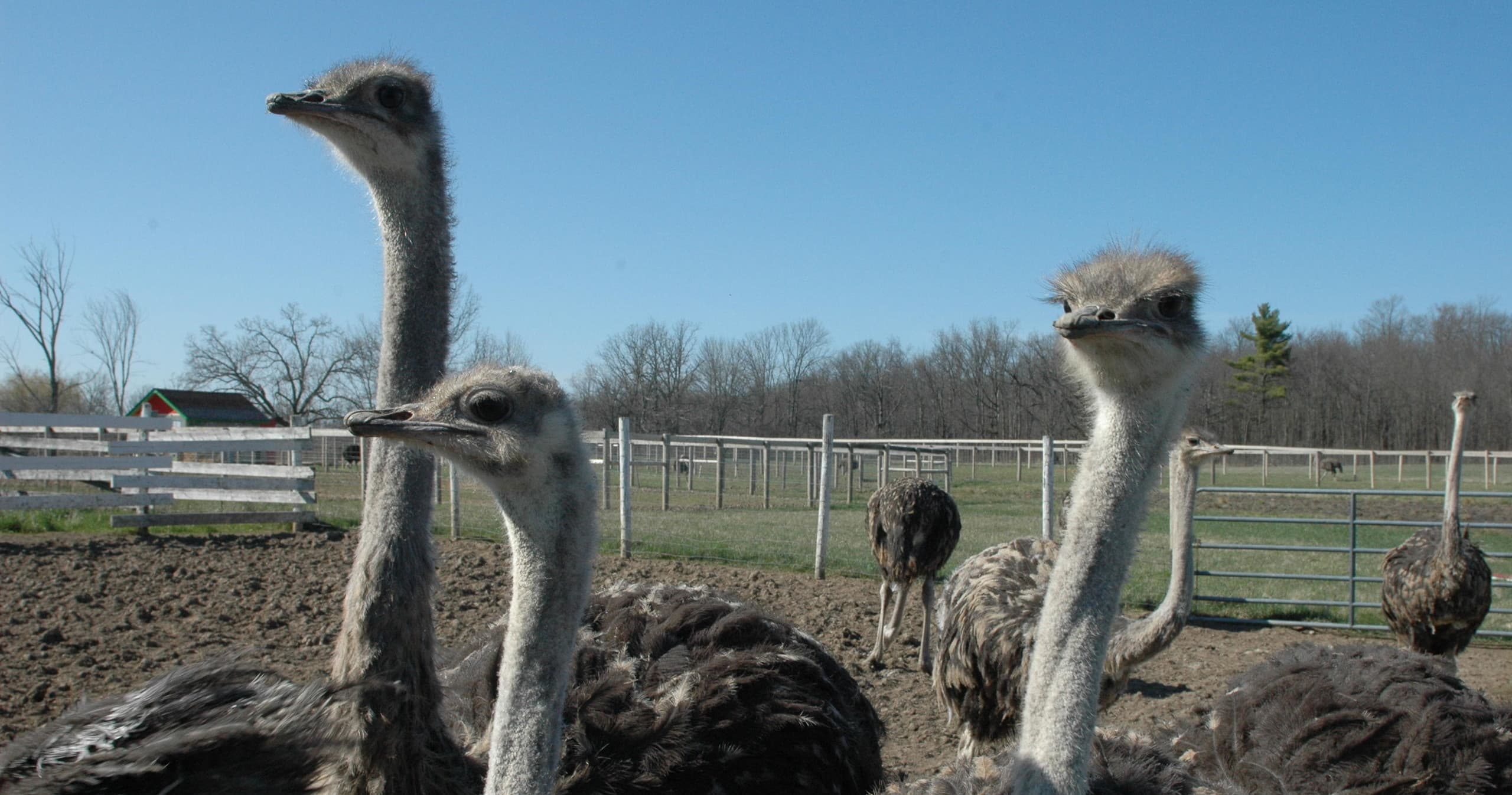 Three curious ostrich heads at Ostrichland Ontario outdoor pen