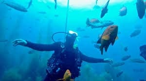 Scuba diver swimming among tropical reef fish in blue ocean