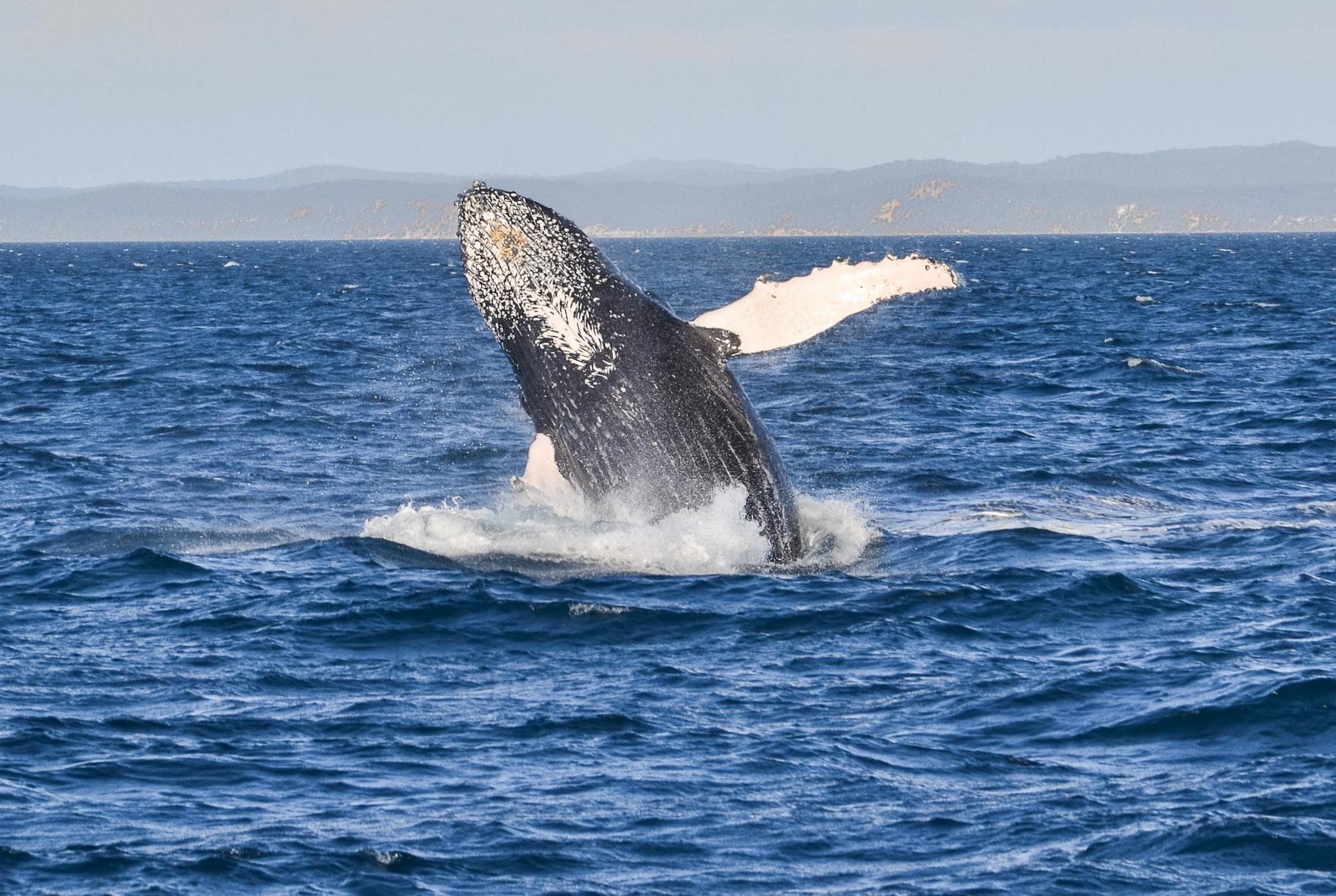 Offshore Fishing & Wildlife Trips with Miss Belmar in New Jersey