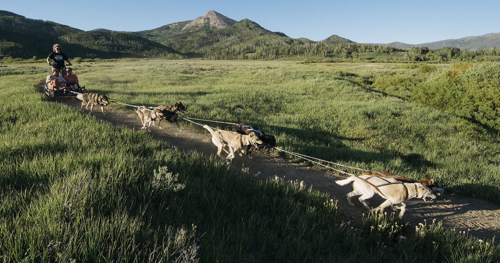 Dog sled team running across alpine meadow with mountain views
