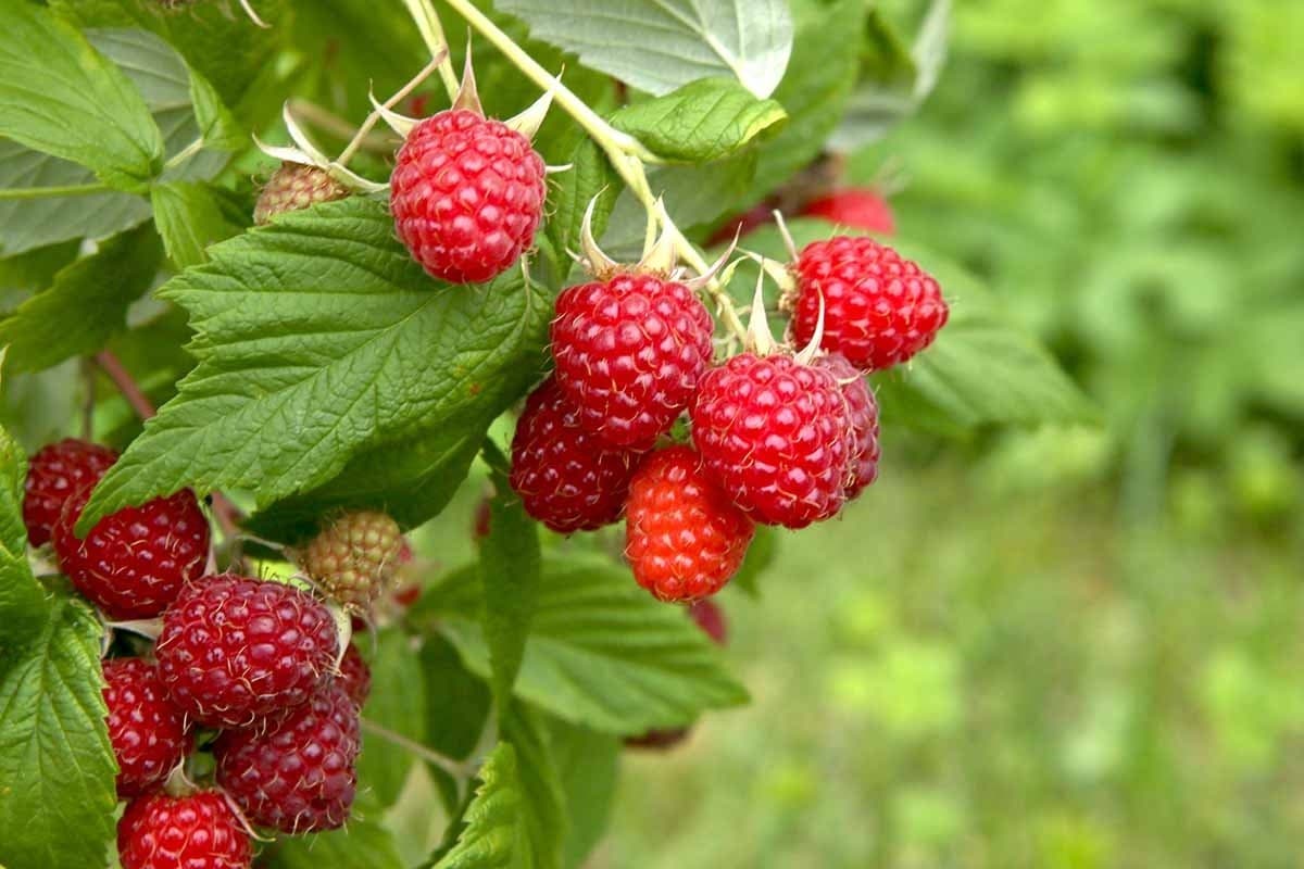 Pick-Your-Own Strawberries, Raspberries & Sunflowers Near Granger, IA photo 2
