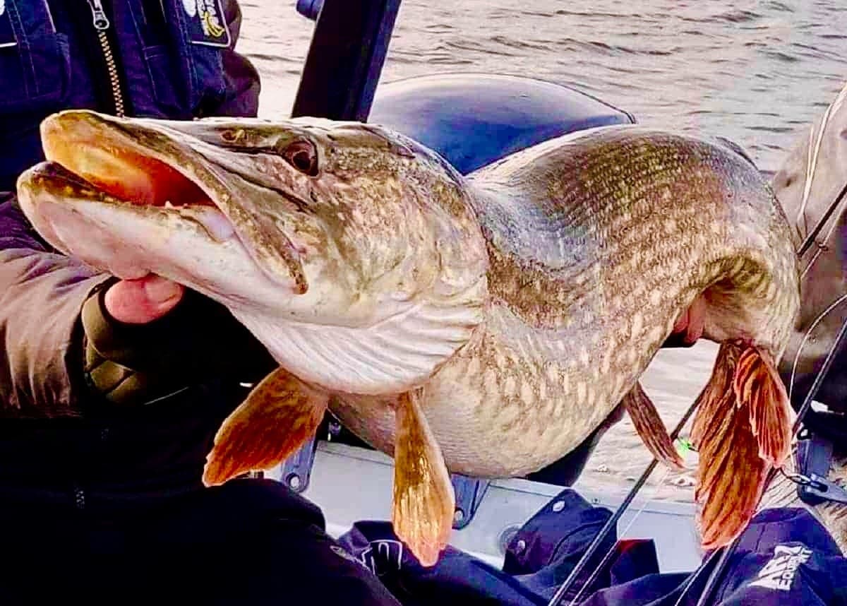 Sight-Fishing Northern Pike on Talbot Lake: Half-Day Guided Trip from Jasper photo 2