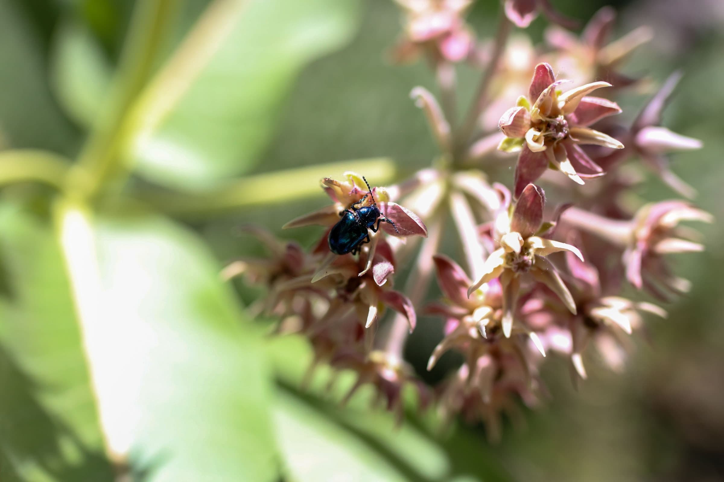 Earth Day Bug Catching at ogdennaturecenter — Family-Friendly Insect Netting in Ogden, Utah photo 1