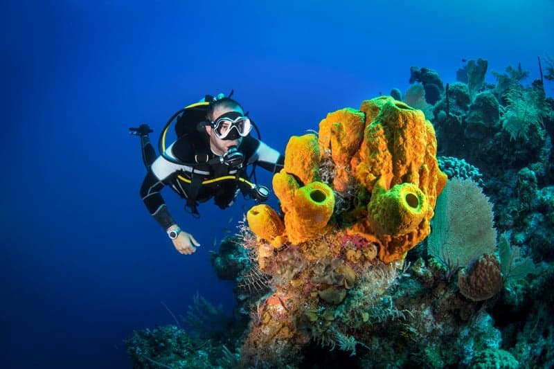 Fajardo Two-Tank Reef Dive: Turtles, Rays & Nurse Sharks
