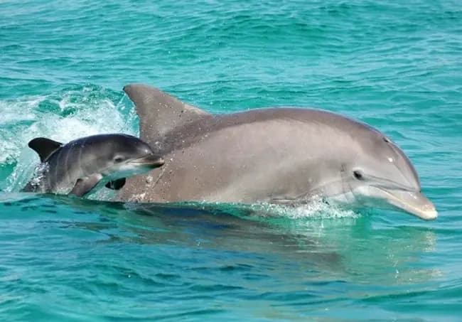 Always Sunday Dolphin Sightseeing Sail in Panama City Beach photo 2