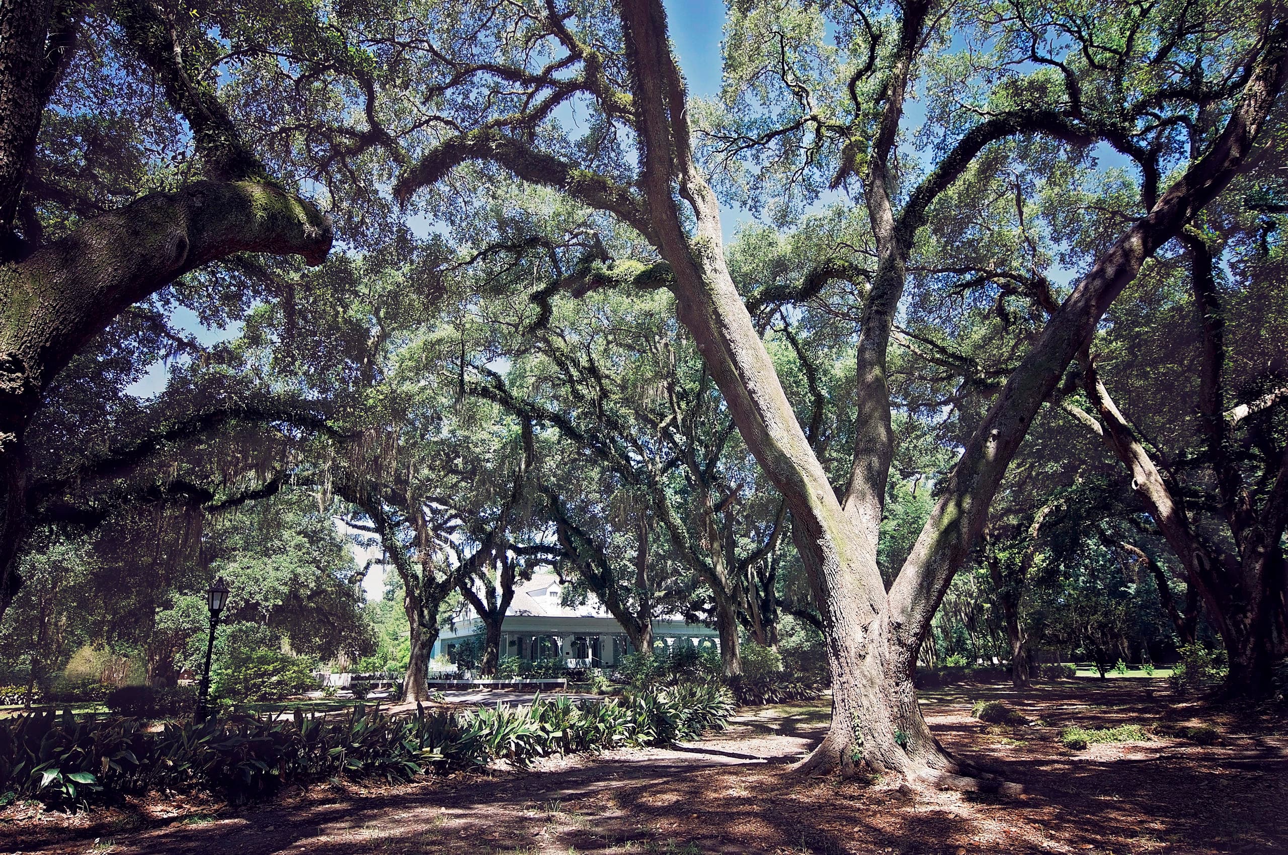 Majestic live oak canopy over grassy plantation grounds
