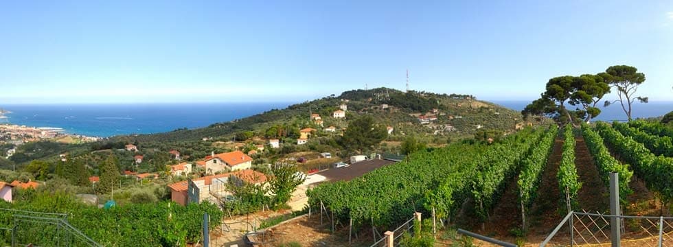 Vineyard terraces overlooking Mediterranean coast for scenic hiking